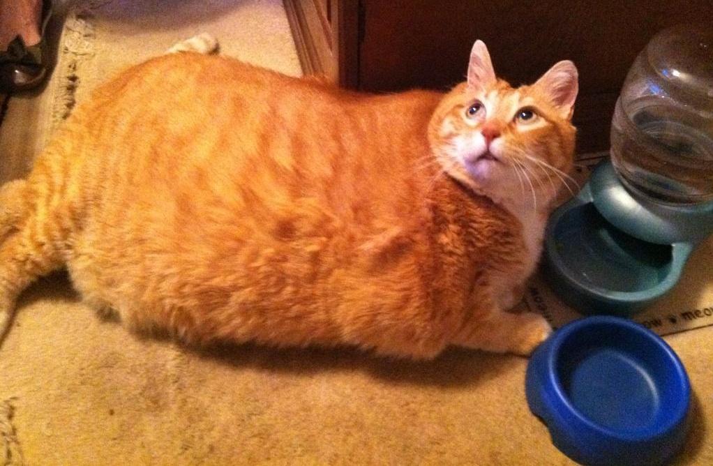 fat cat 2