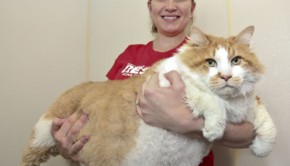fat cat 3