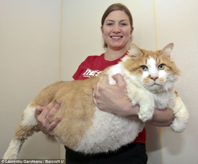 fat cat 3
