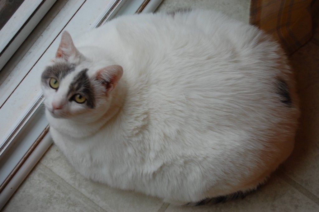 fat cat 4