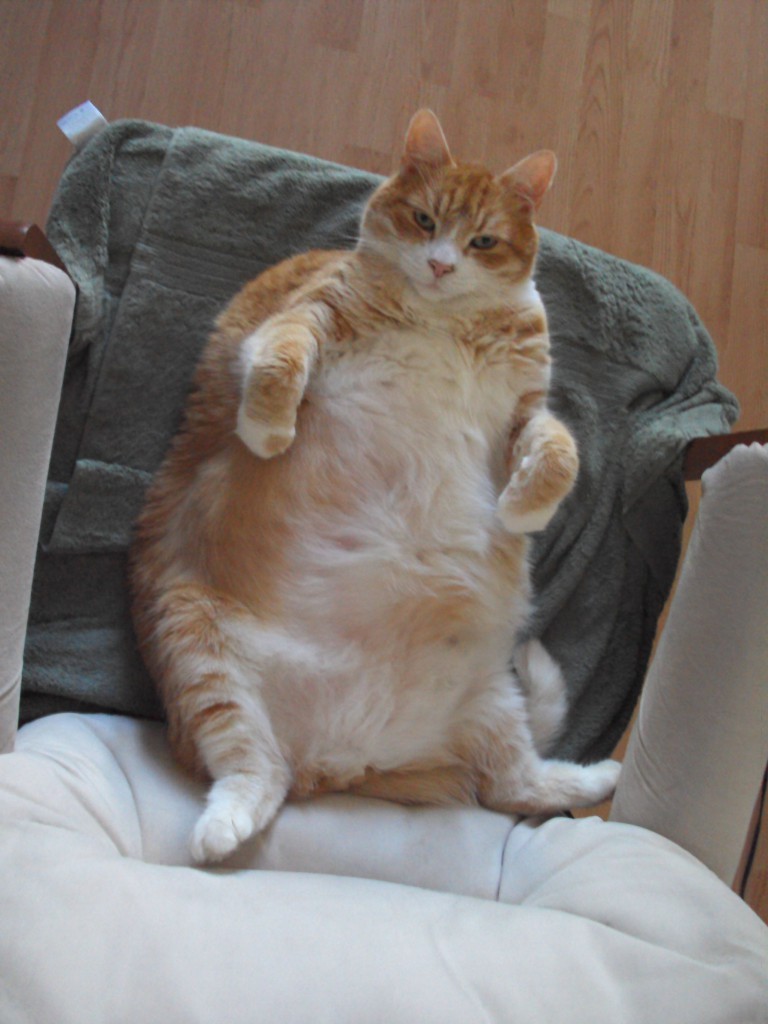 fat cat 6