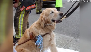 service dog saves owner
